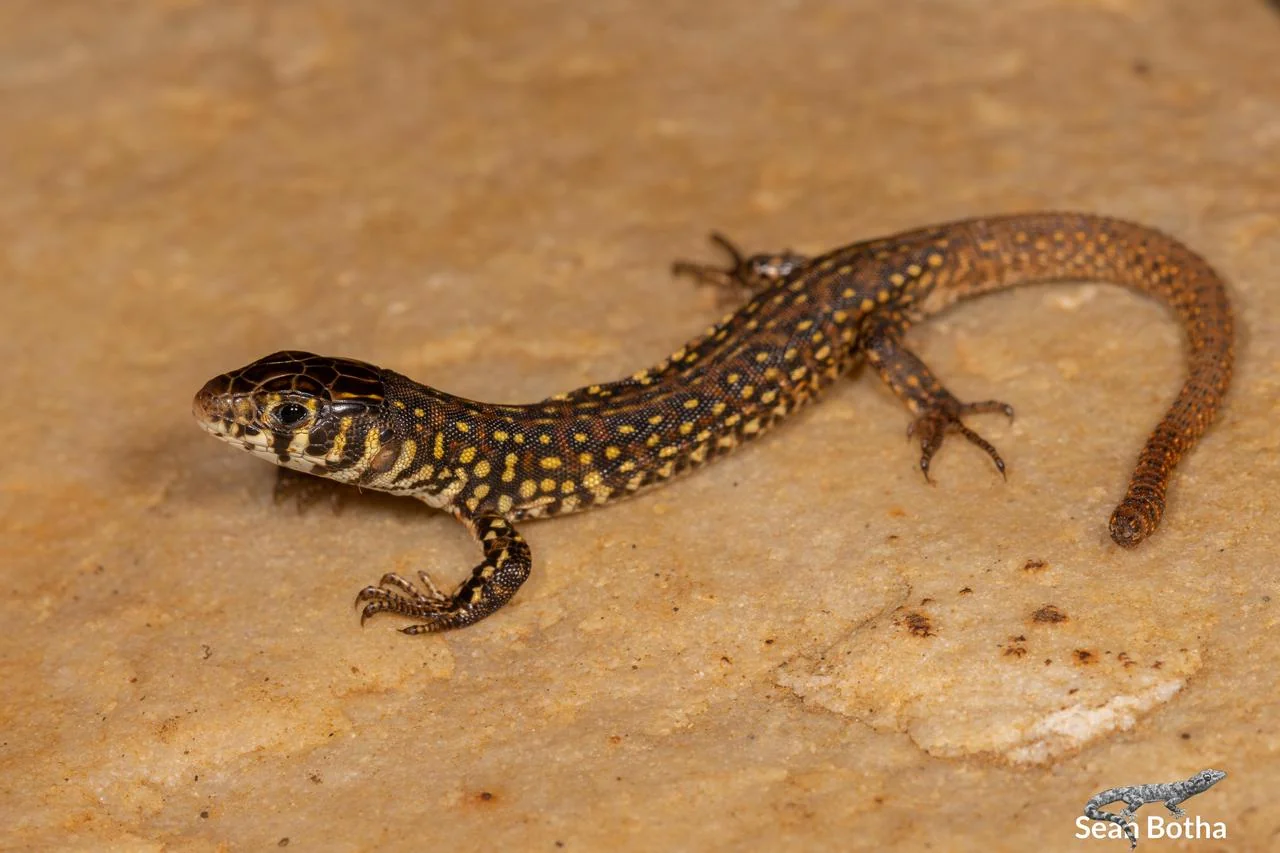 Delalande’s Sandveld Lizard – Nucras lalandii