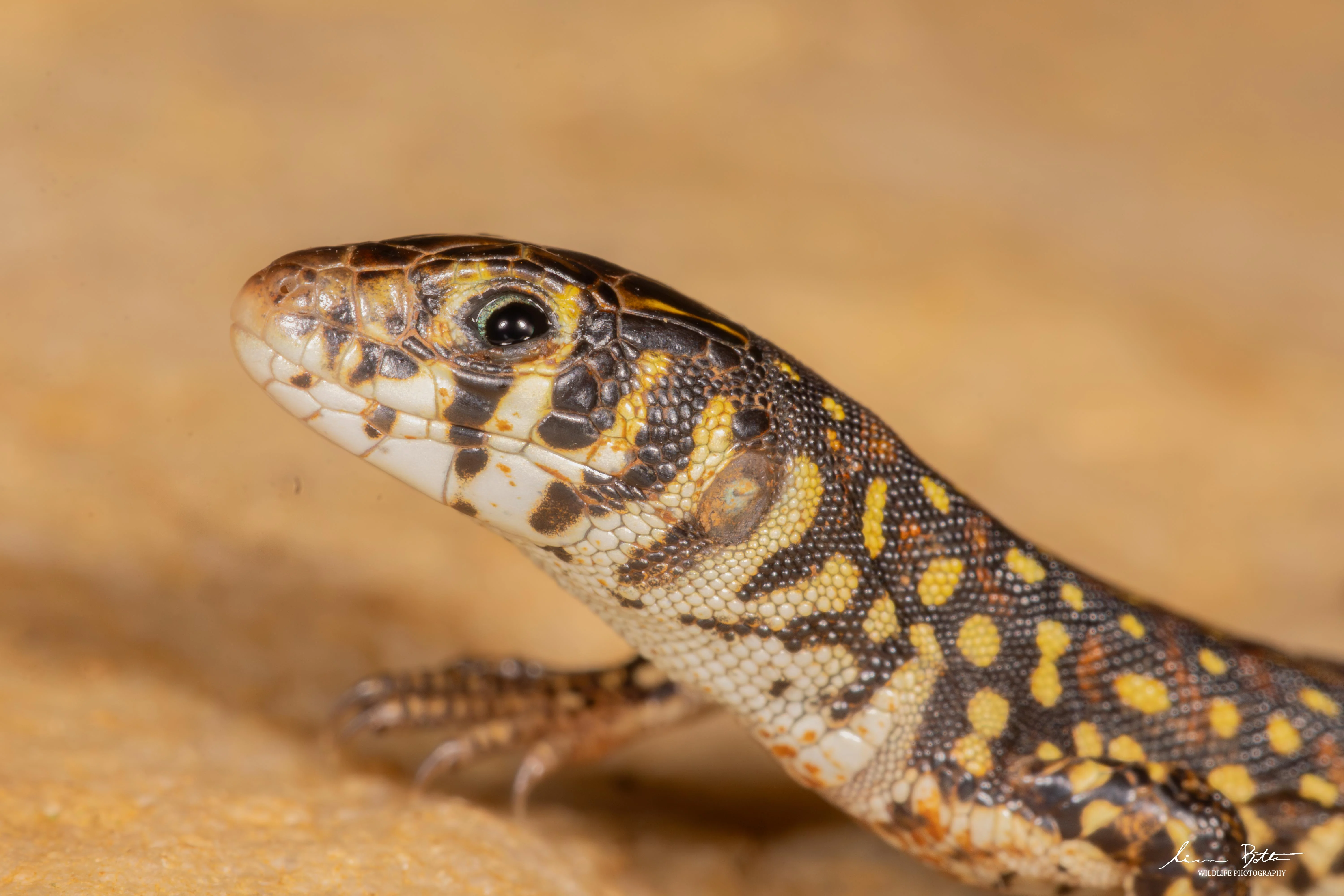 Nucras lalandii. From near Dullstroom, Mpumalanga. Liam Botha.