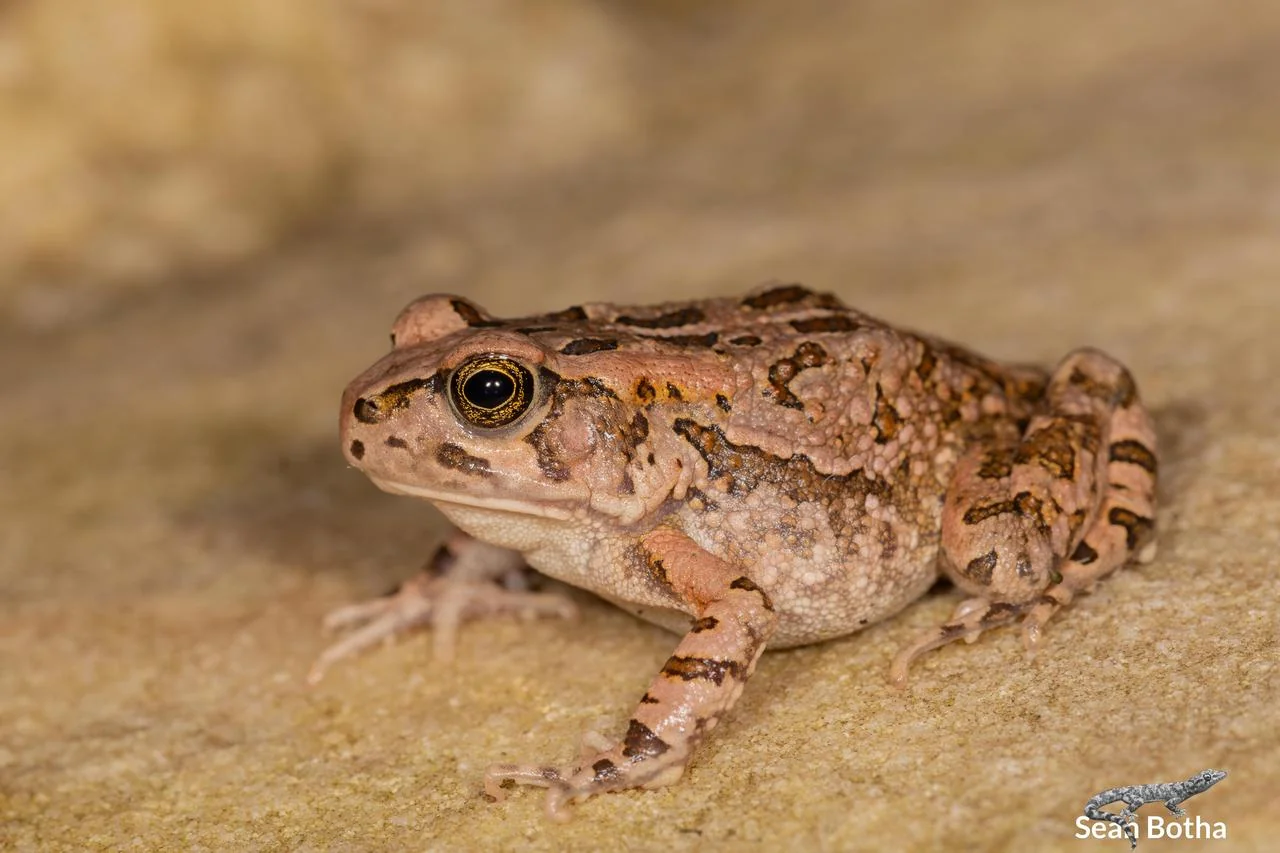 Raucous Toad – Sclerophrys capensis