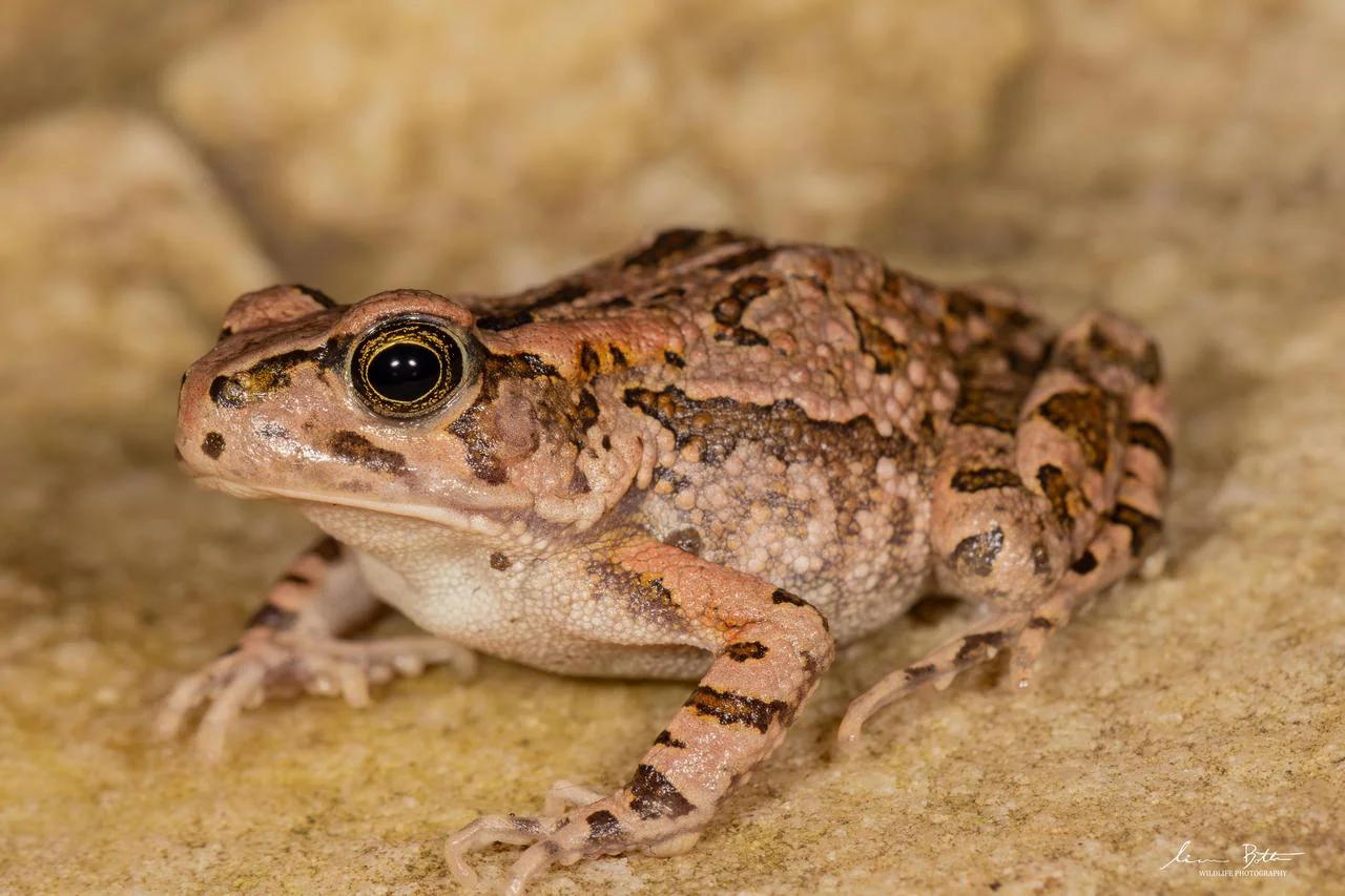 Sclerophrys capensis. From near Dullstroom, Mpumalanga. Liam Botha.