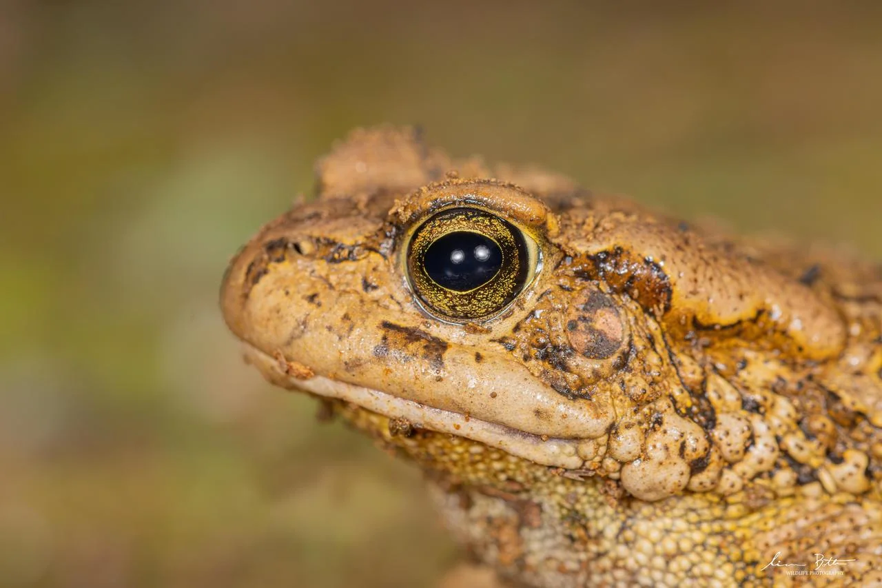 Sclerophrys capensis. From near Dullstroom, Mpumalanga. Liam Botha.