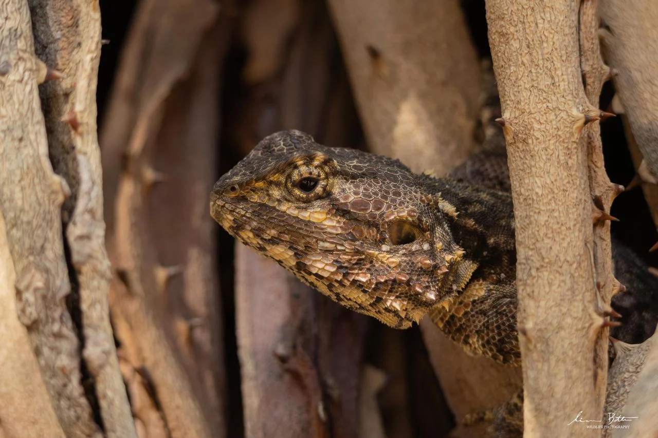 Acanthocercus atricollis. From Skukuza Rest Camp, Mpumalanga. Liam Botha.
