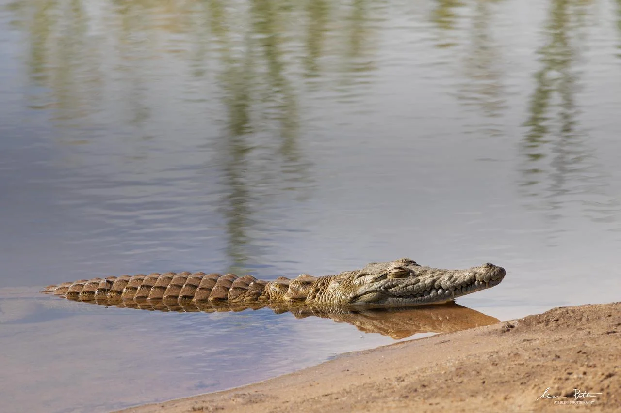 Crocodylus niloticus. From near Skukuza Rest Camp, Mpumalanga. Liam Botha.