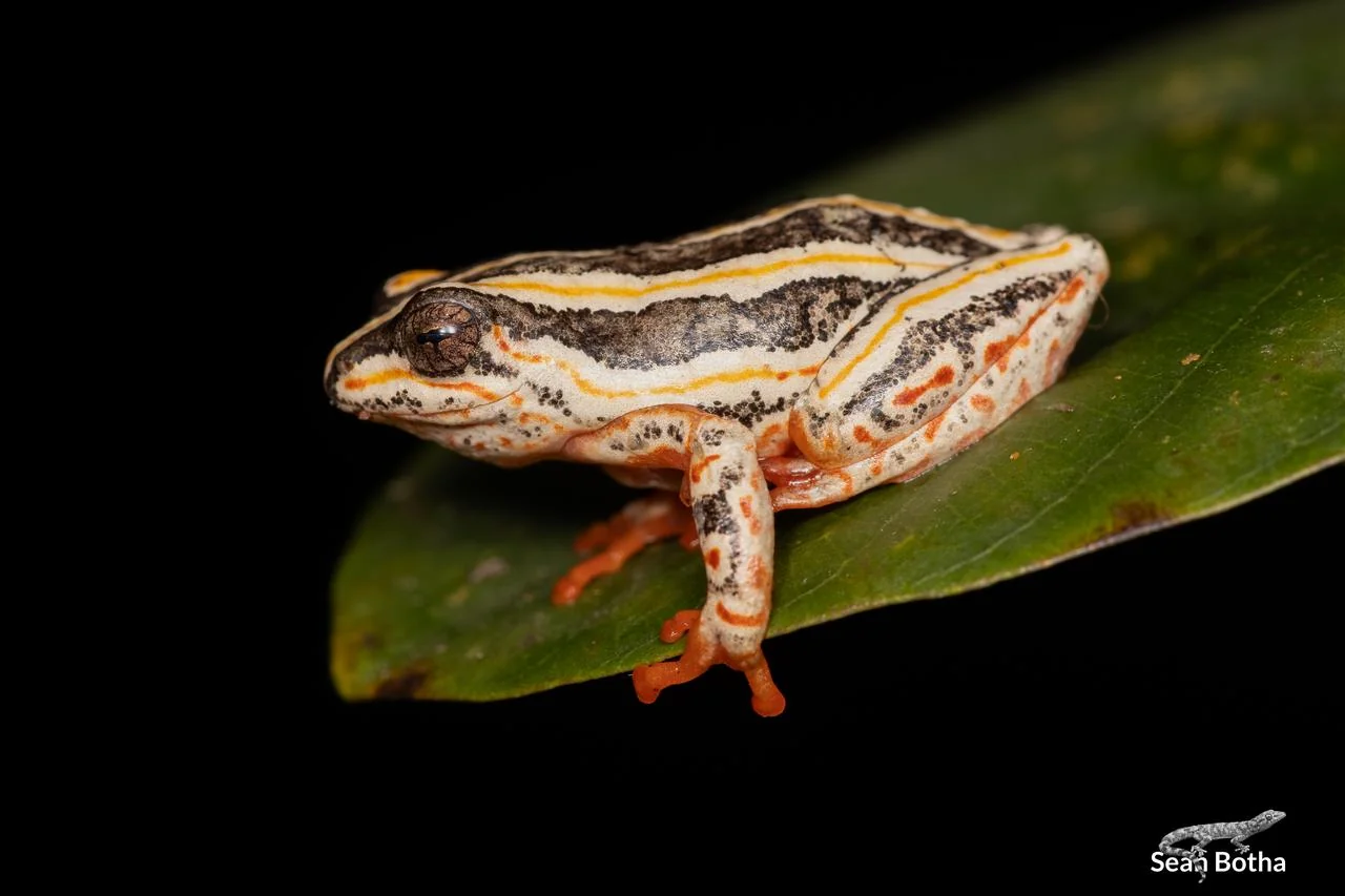 Hyperolius marmoratus taeniatus. From Pretoriuskop Rest Camp, Mpumulanga. Sean Botha.