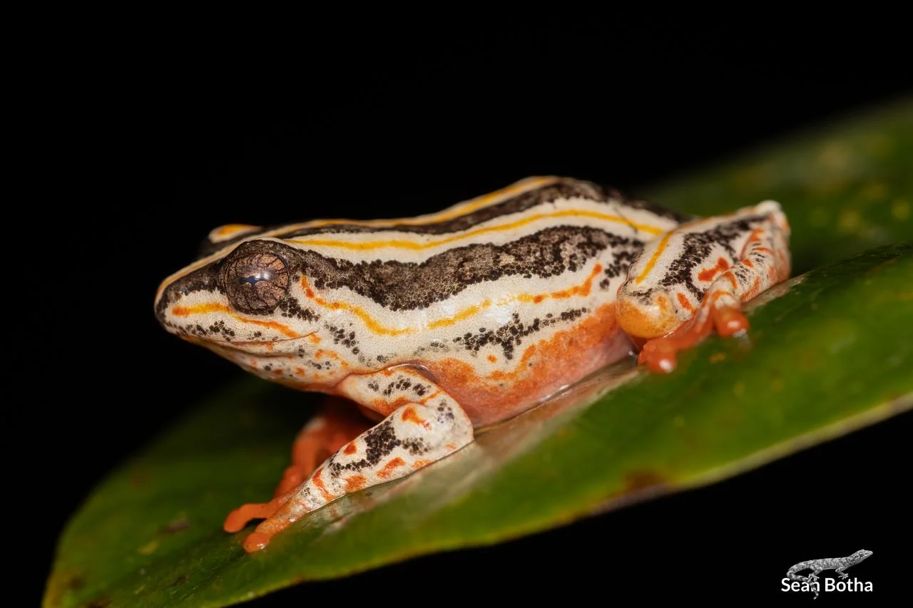 Hyperolius marmoratus taeniatus. From Pretoriuskop Rest Camp, Mpumulanga. Sean Botha.