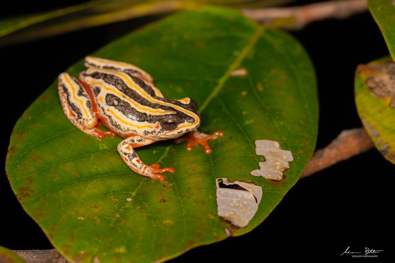 Hyperolius marmoratus taeniatus. From Pretoriuskop Rest Camp, Mpumulanga. Liam Botha.