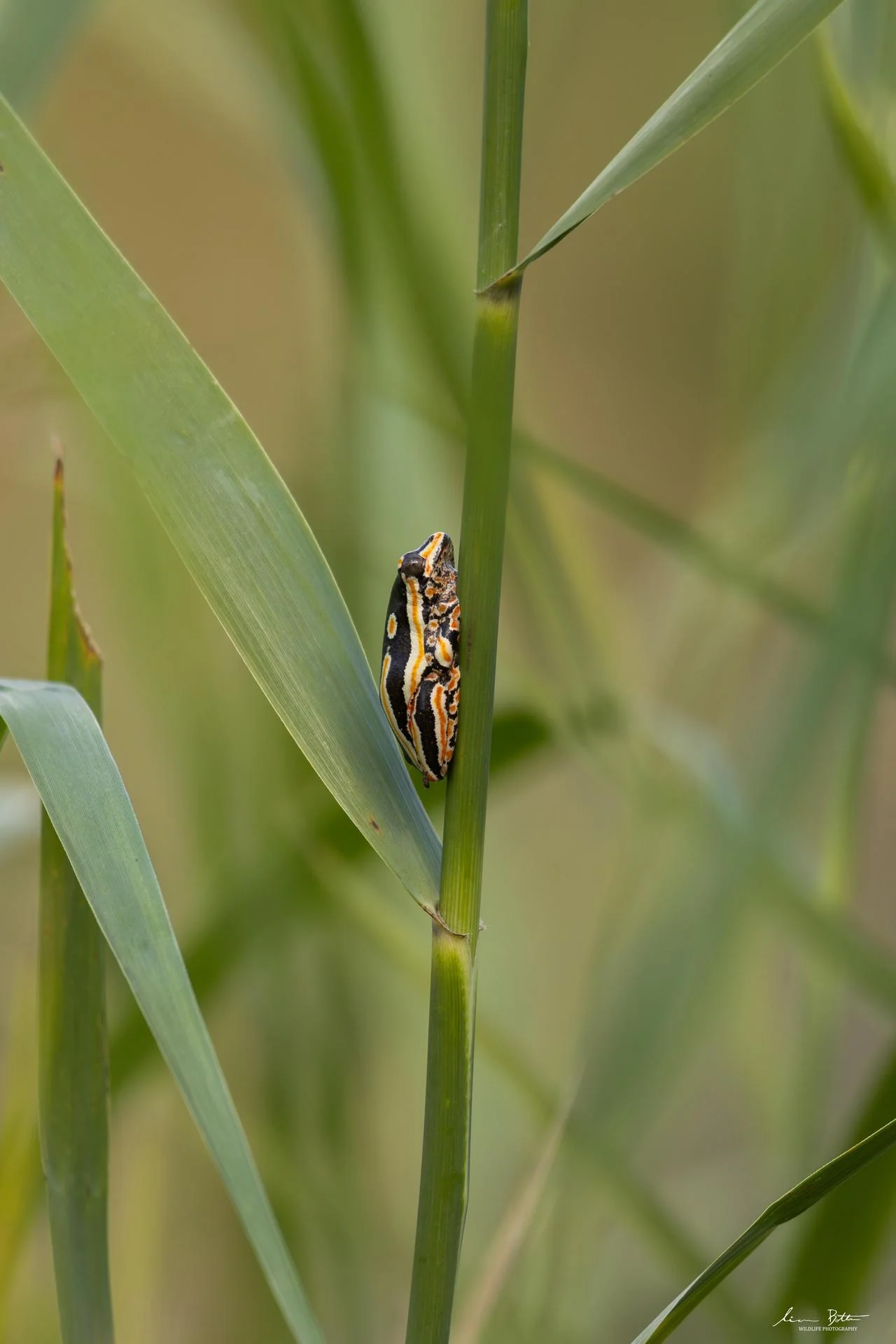 Hyperolius marmoratus taeniatus. From near Skukuza Rest Camp, Mpumalanga. Liam Botha.