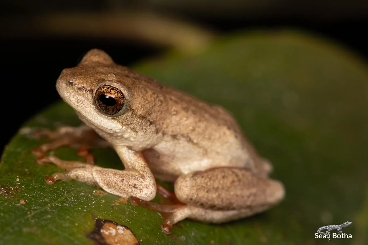 Hyperolius marmoratus taeniatus. From Pretoriuskop Rest Camp, Mpumulanga. Sean Botha.