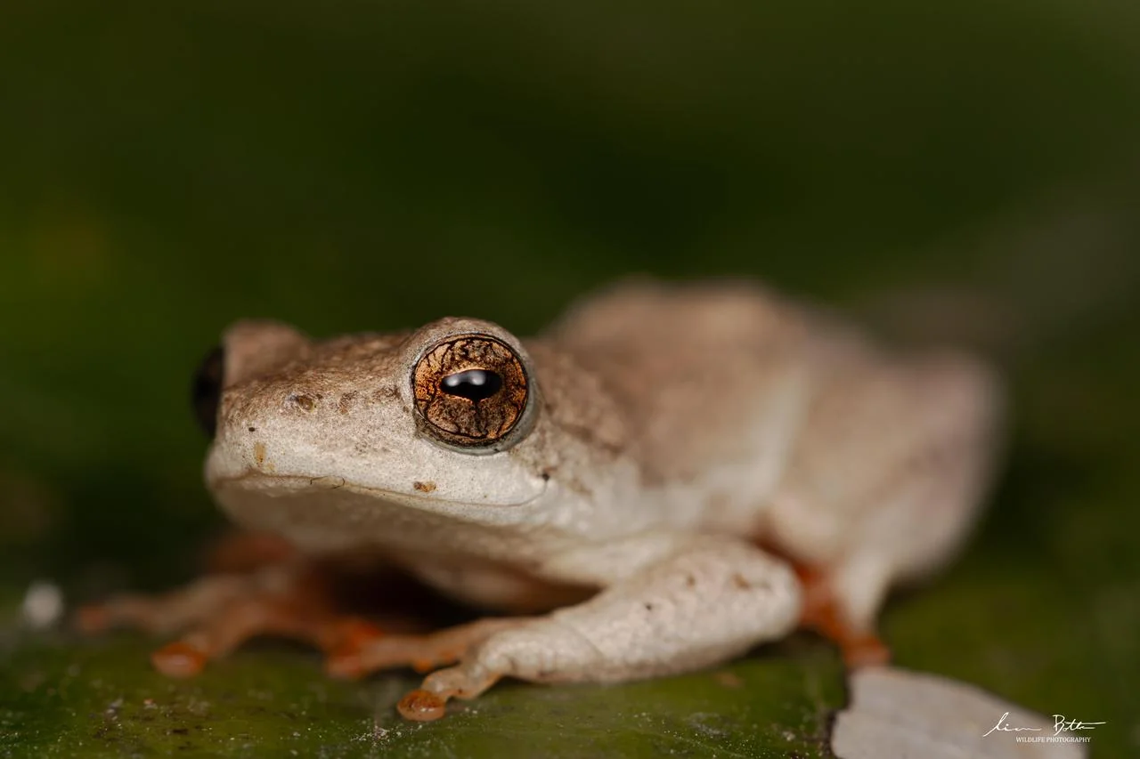 Hyperolius marmoratus taeniatus. From Pretoriuskop Rest Camp, Mpumulanga. Liam Botha.