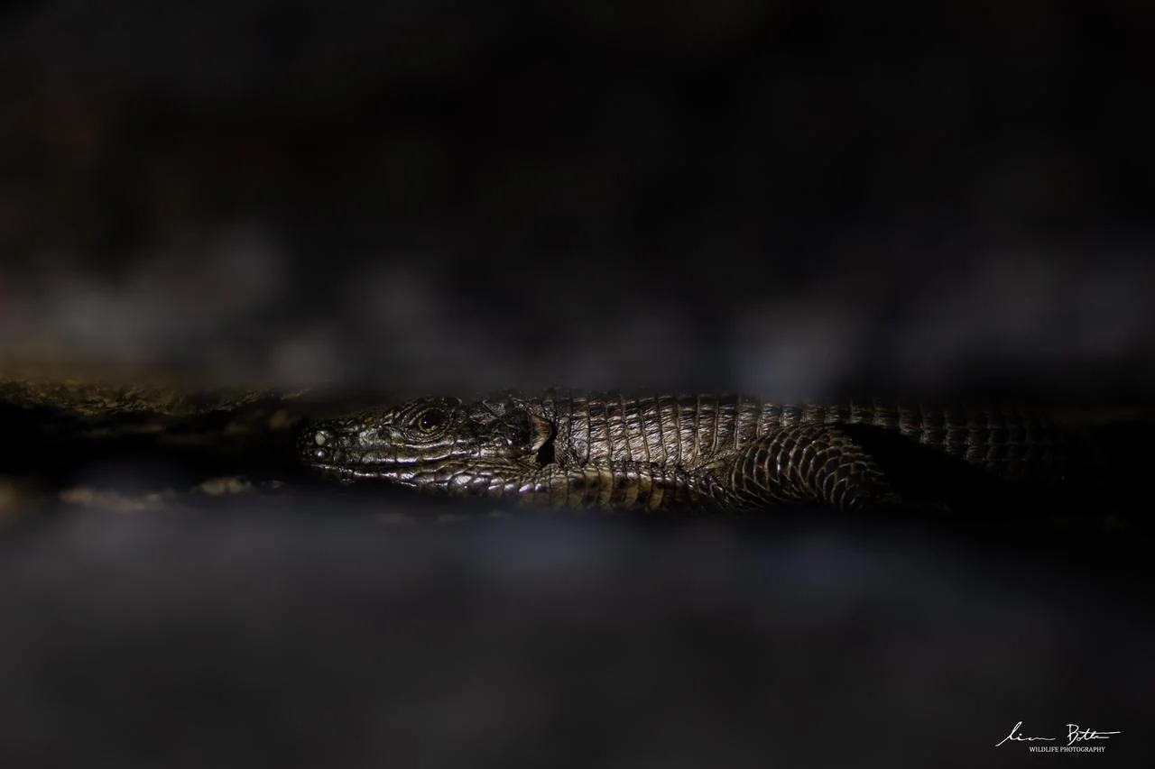 Matobosaurus validus. From Mathekenyane Hill, Mpumulanga. Liam Botha.