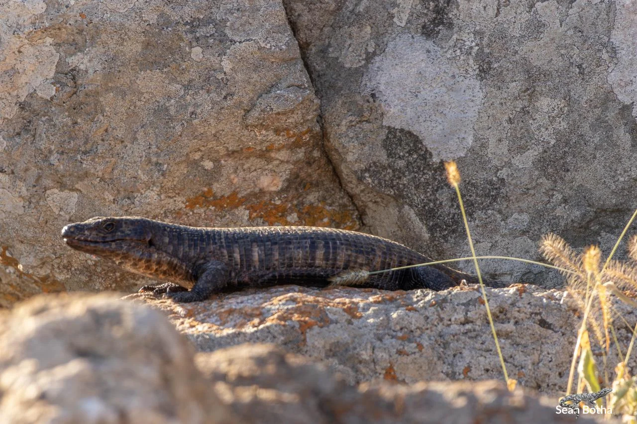Matobosaurus validus. From Mathekenyane Hill, Mpumulanga. Sean Botha.