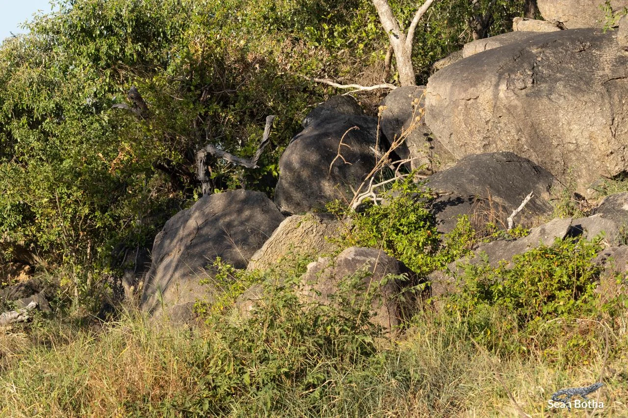 Matobosaurus validus Habitat. From Mathekenyane Hill, Mpumulanga. Sean Botha.