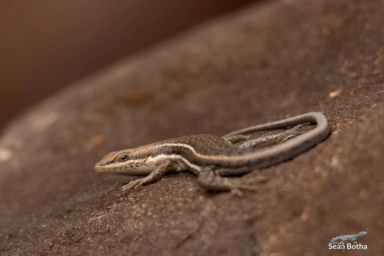 Trachylepis damarana. From Skukuza Rest Camp, Mpumalanga. Sean Botha.