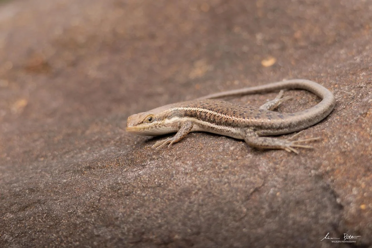 Trachylepis damarana. From Skukuza Rest Camp, Mpumalanga. Liam Botha.