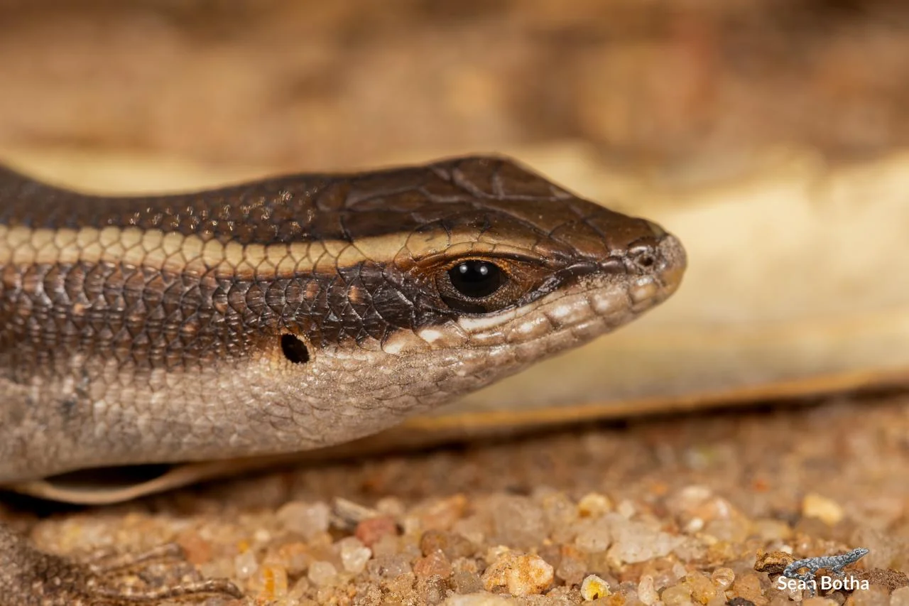 Trachylepis striata. From Pretoriuskop Rest Camp, Mpumulanga. Sean Botha.