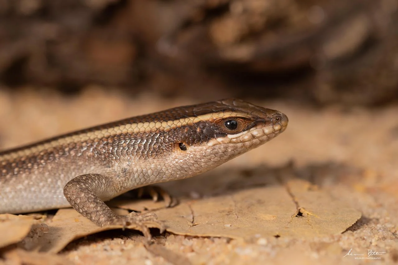 Trachylepis striata. From Pretoriuskop Rest Camp, Mpumulanga. Liam Botha.