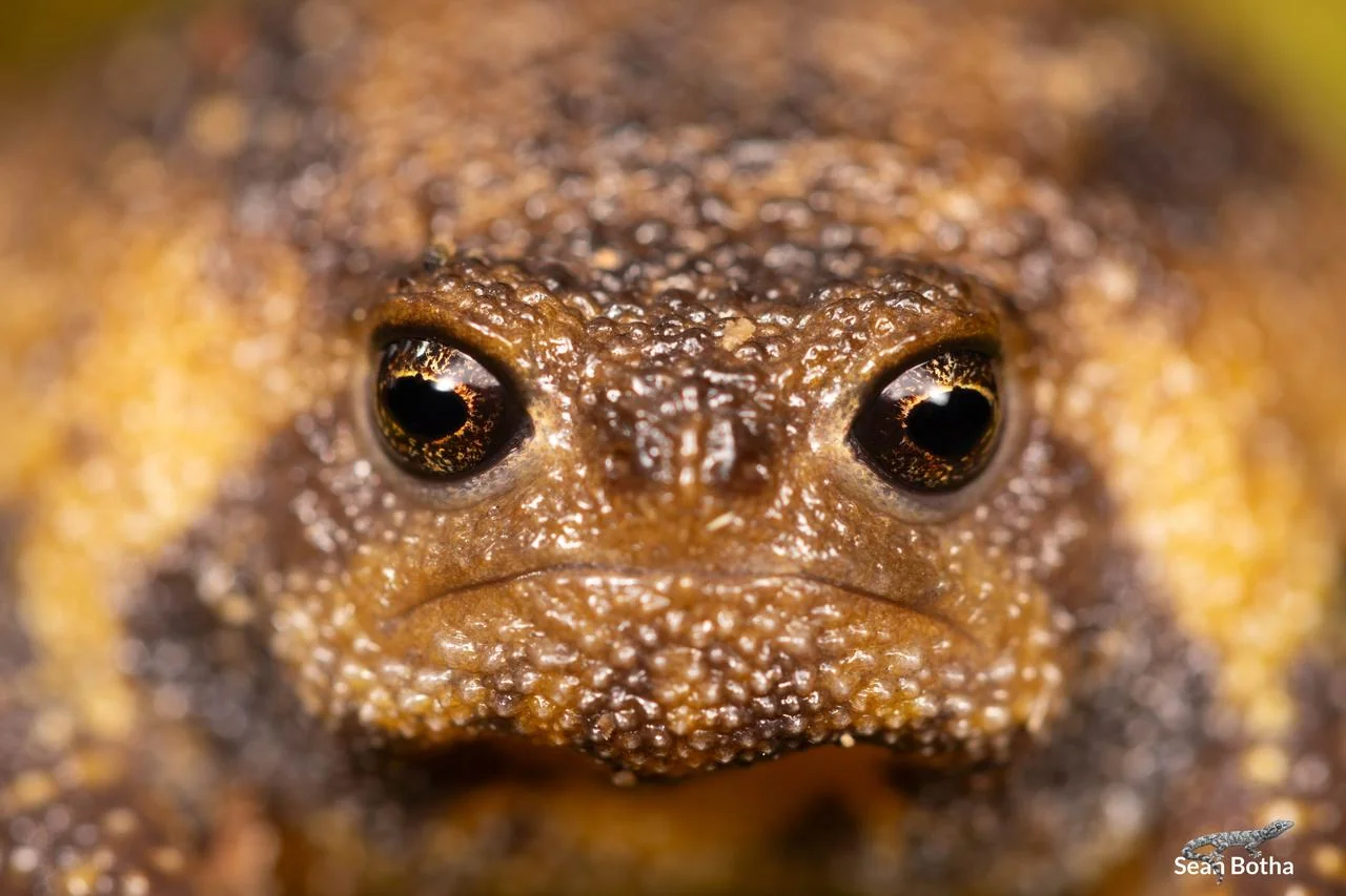 Breviceps verrucosus. From Kaapschehoop, Mpumalanga. Sean Botha.