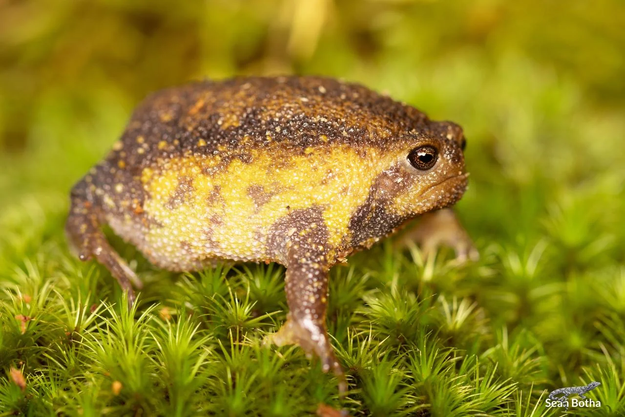 Breviceps verrucosus. From Kaapschehoop, Mpumalanga. Sean Botha.