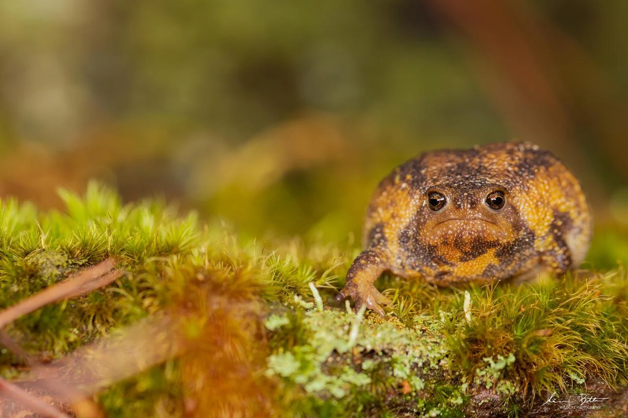 Breviceps verrucosus. From Kaapschehoop, Mpumalanga. Liam Botha.