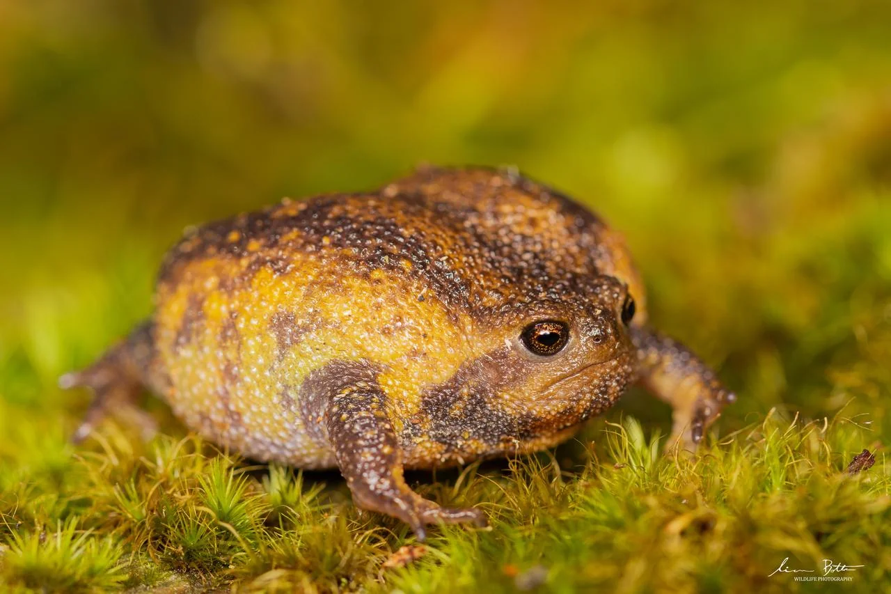 Breviceps verrucosus. From Kaapschehoop, Mpumalanga. Liam Botha.