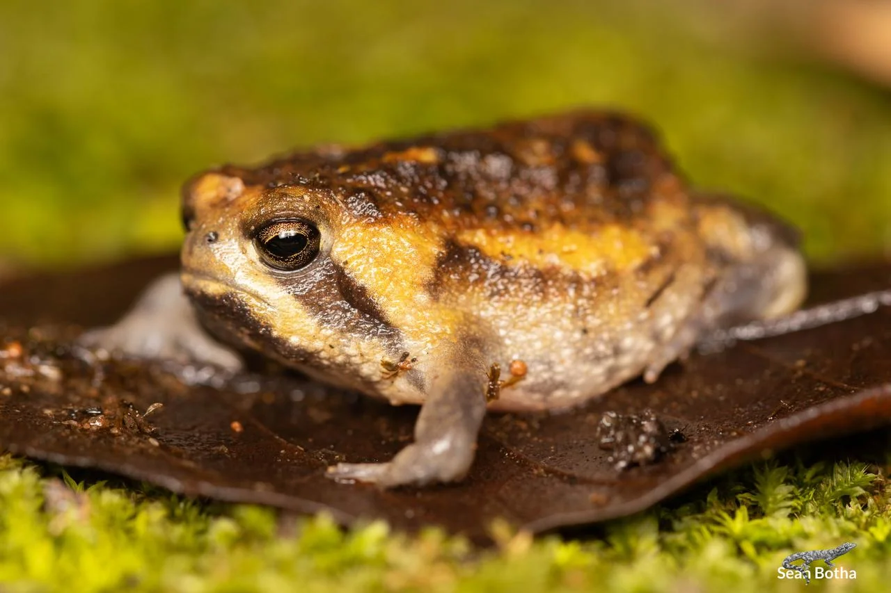 Breviceps passmorei. From near Mbombela, Mpumulanga. Sean Botha.