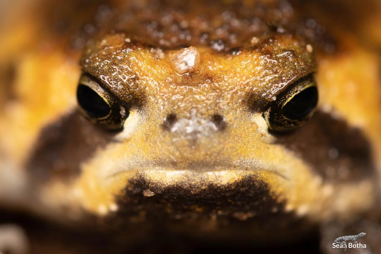 Breviceps passmorei. From near Mbombela, Mpumulanga. Sean Botha.
