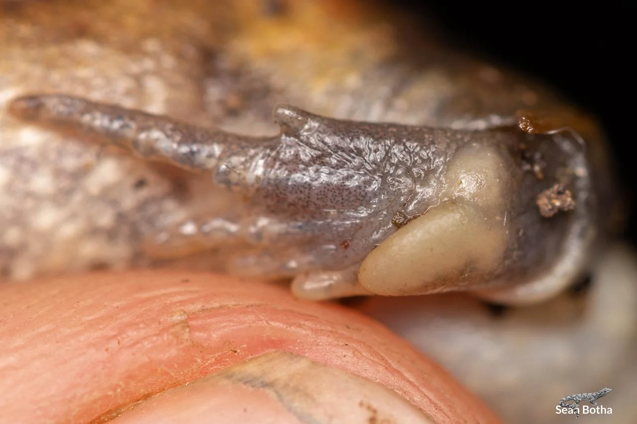 Breviceps passmorei Foot. From near Mbombela, Mpumulanga. Sean Botha.