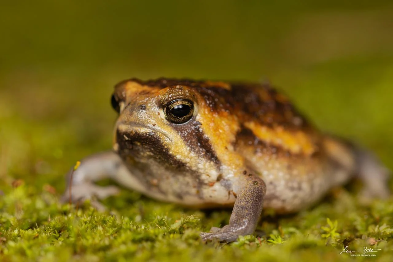 Breviceps passmorei. From near Mbombela, Mpumulanga. Liam Botha.