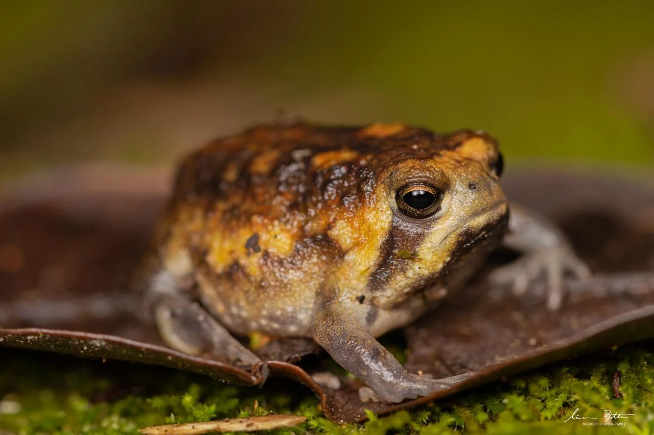 Breviceps passmorei. From near Mbombela, Mpumulanga. Liam Botha.