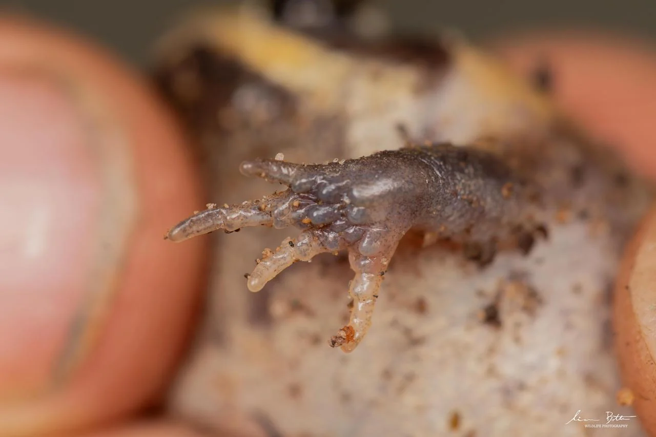 Breviceps passmorei. From near Mbombela, Mpumulanga. Liam Botha.