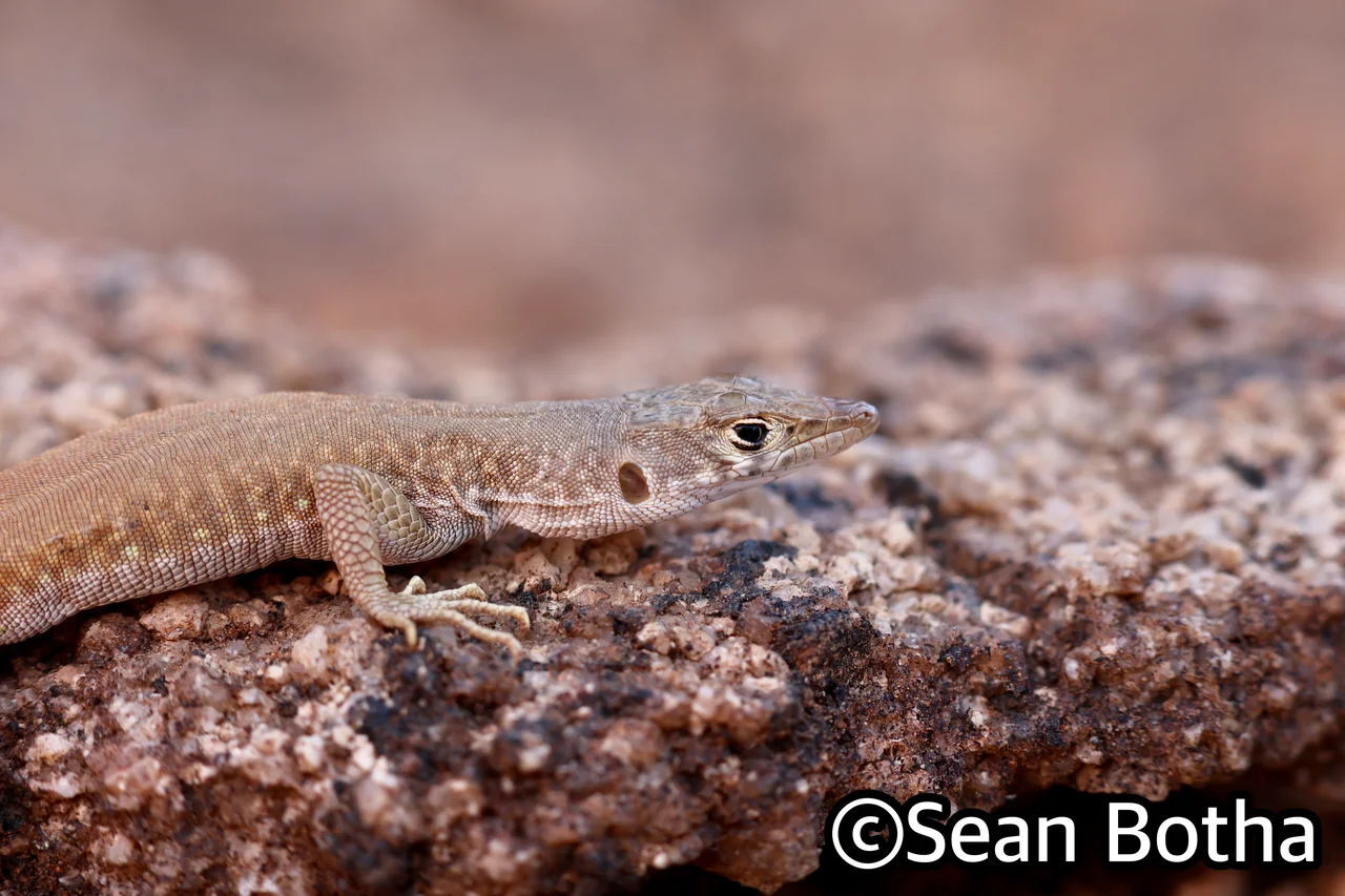 Pedioplanis inornata. From Augrabies Falls National Park, Northern Cape. Sean Botha.