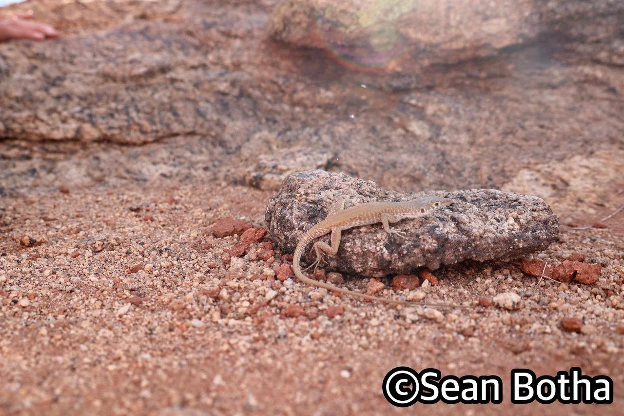 Pedioplanis inornata. From Augrabies Falls National Park, Northern Cape. Sean Botha.