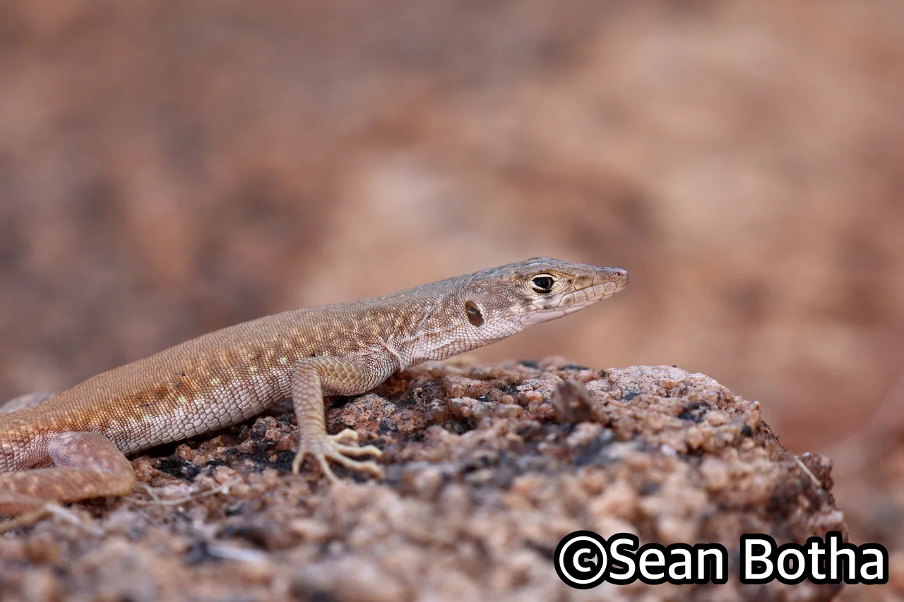 Pedioplanis inornata. From Augrabies Falls National Park, Northern Cape. Sean Botha.
