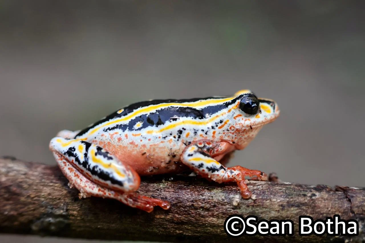 Hyperolius marmoratus taeniatus. From St. Lucia, Kwa-Zulu Natal. Sean Botha.