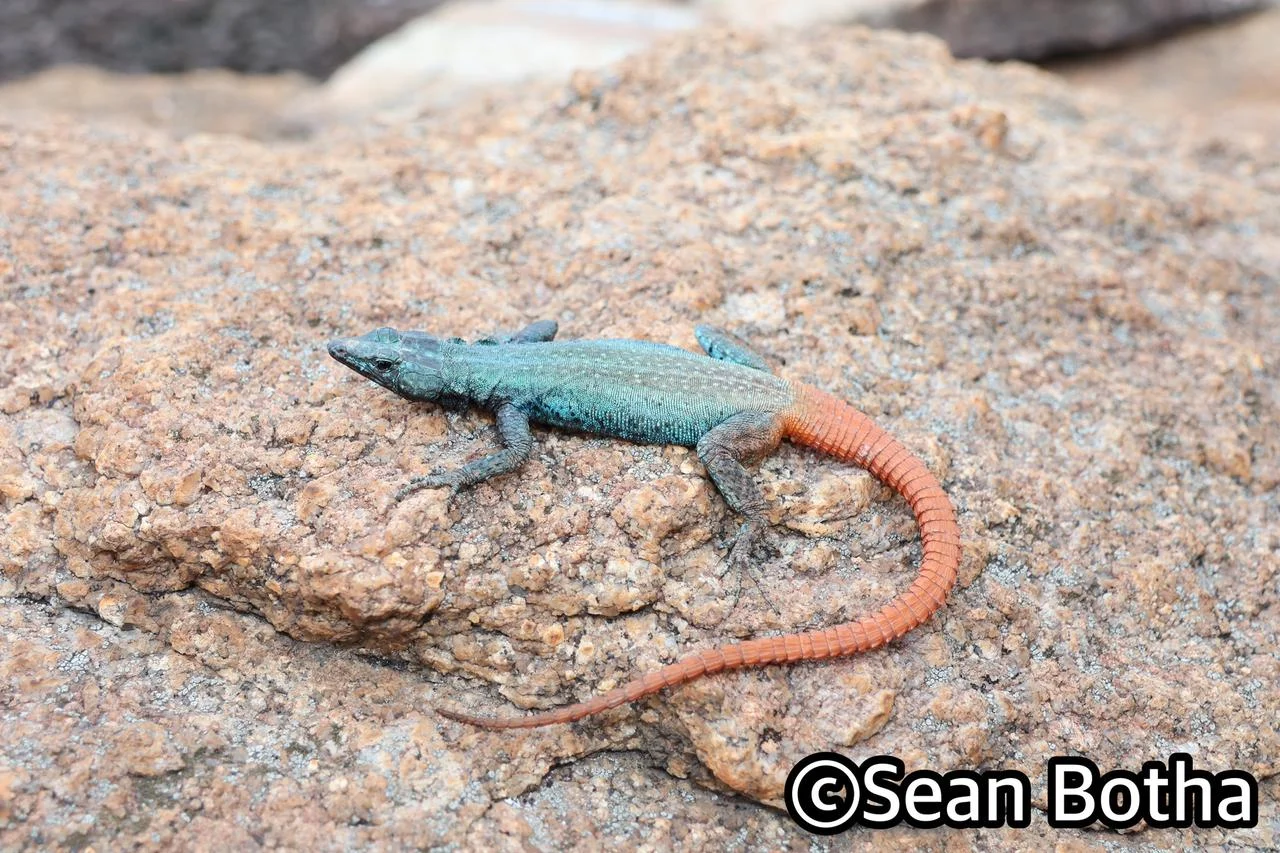 Platysaurus intermedius wihelmi. From Mbombela, Mpumulanga. Sean Botha.