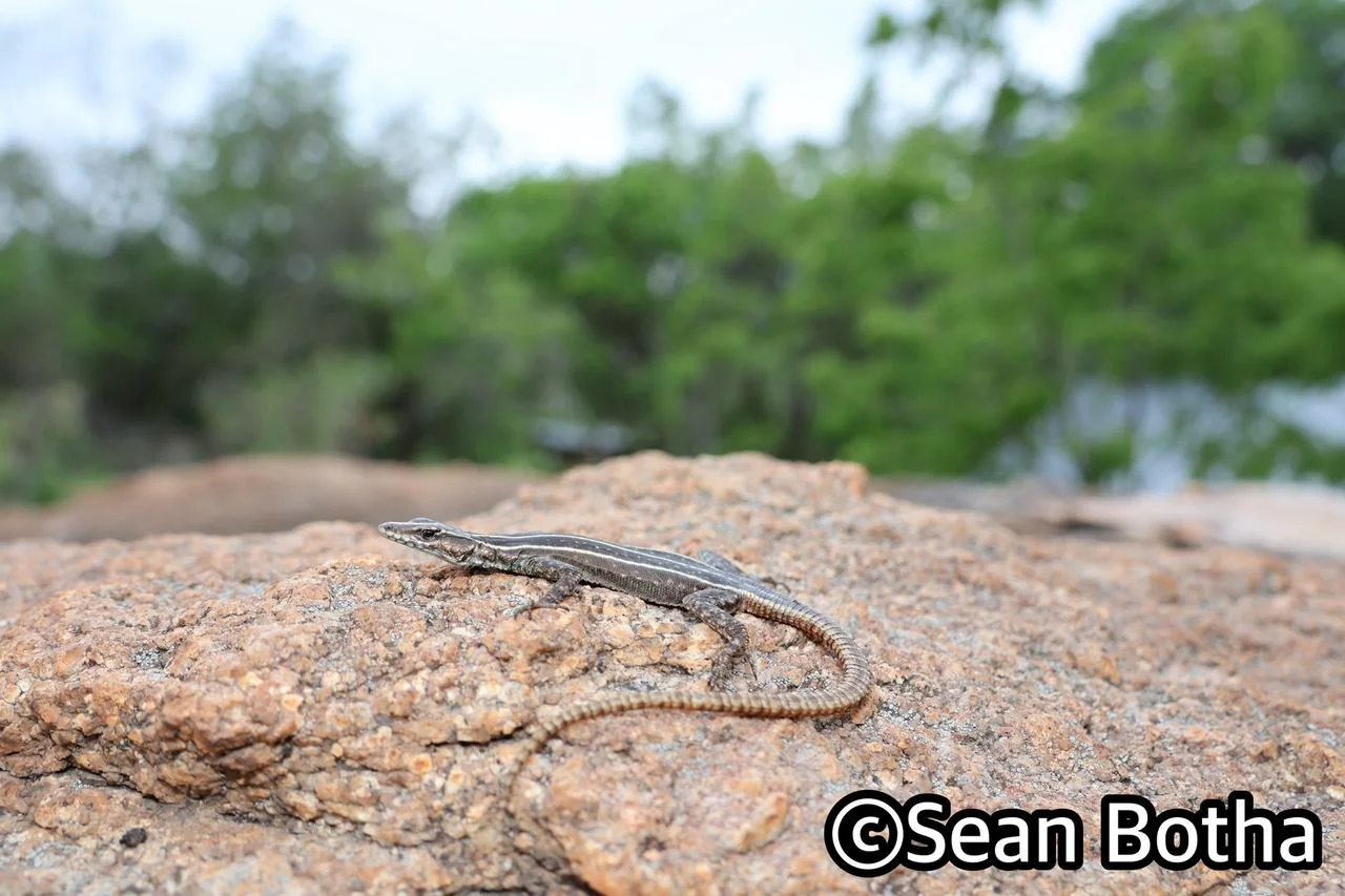 Platysaurus intermedius wihelmi. From Mbombela, Mpumulanga. Sean Botha.