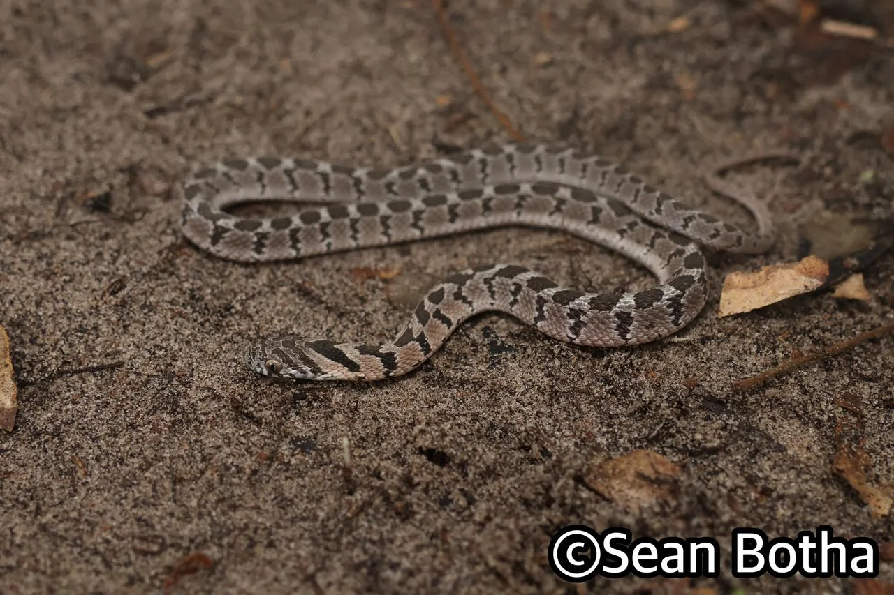 Dasypeltis scabra. From near Emangusi, Kwa-Zulu Natal. Sean Botha.