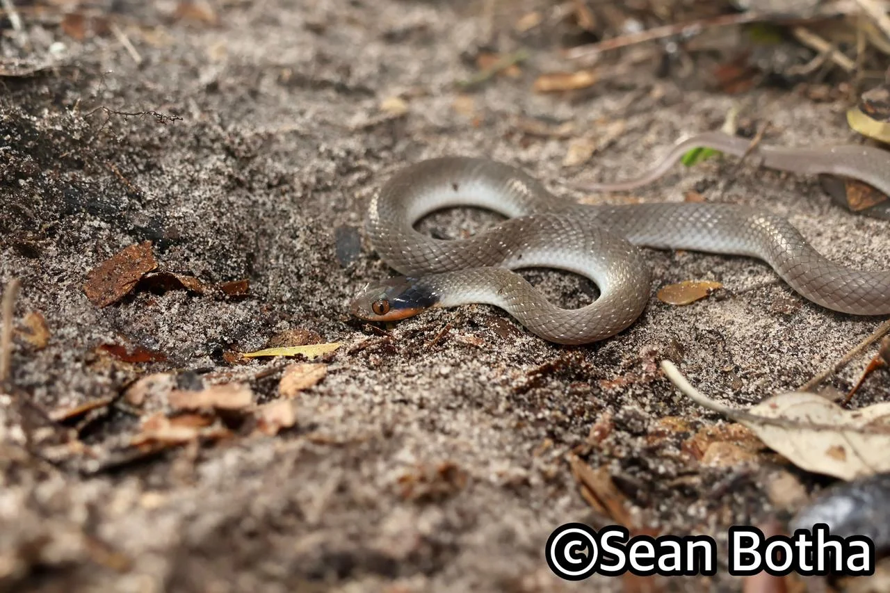 Crotaphopeltis hotamboeia. From near Emangusi, Kwa-Zulu Natal. Sean Botha.