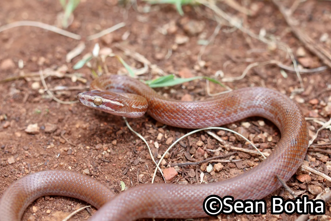 Boaedon capensis. From Pretoria, Gauteng. Sean Botha.