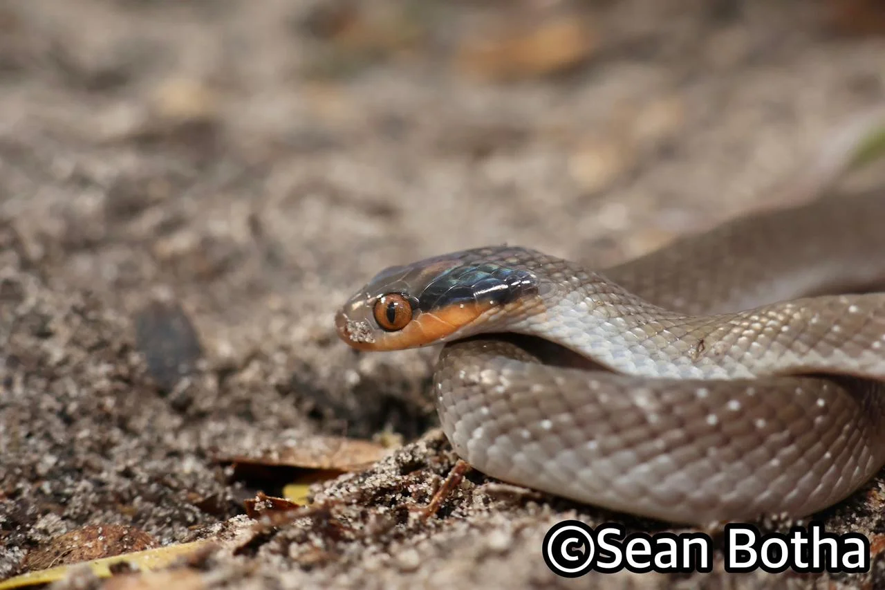 Crotaphopeltis hotamboeia. From near Emangusi, Kwa-Zulu Natal. Sean Botha.