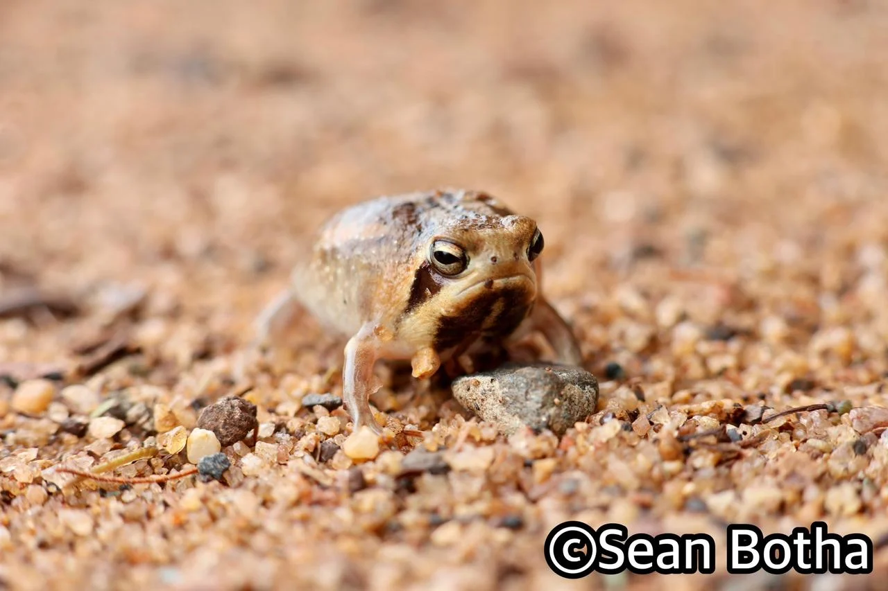 Breviceps mossambicus. From near Emangusi, Kwa-Zulu Natal. Sean Botha.