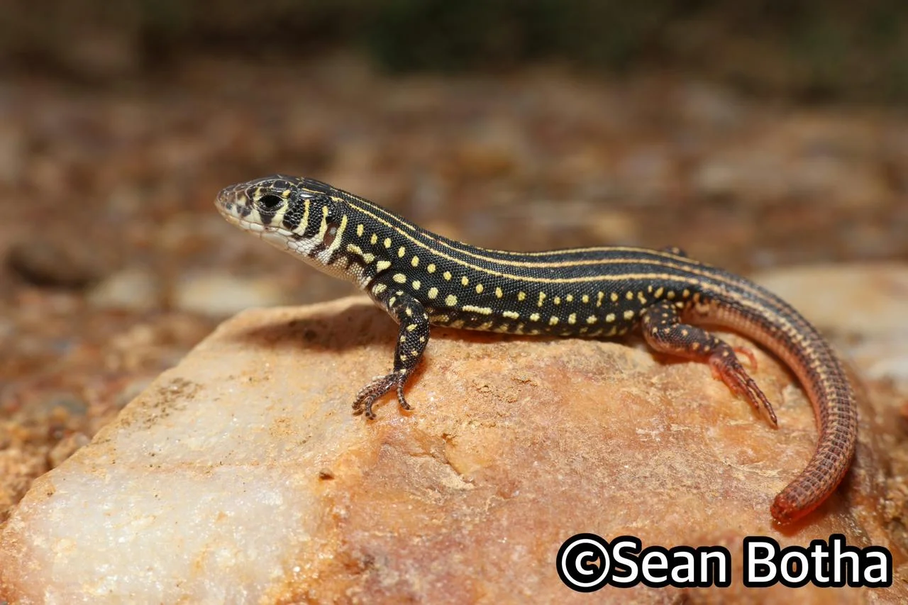 Nucras ornata. From near Centurion, Gauteng. Sean Botha.