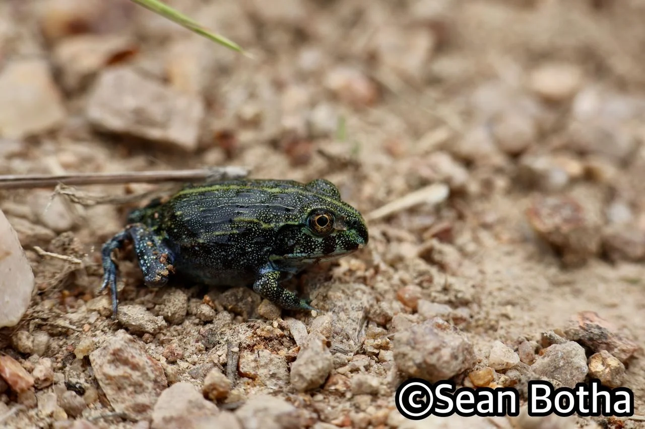 Pyxicephalus adspersus. From Lanseria, Gauteng. Sean Botha.