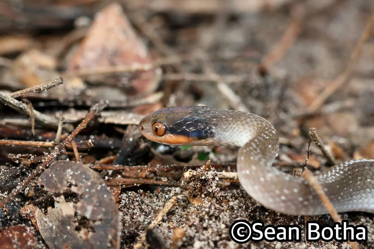 Crotaphopeltis hotamboeia. From near Emangusi, Kwa-Zulu Natal. Sean Botha.