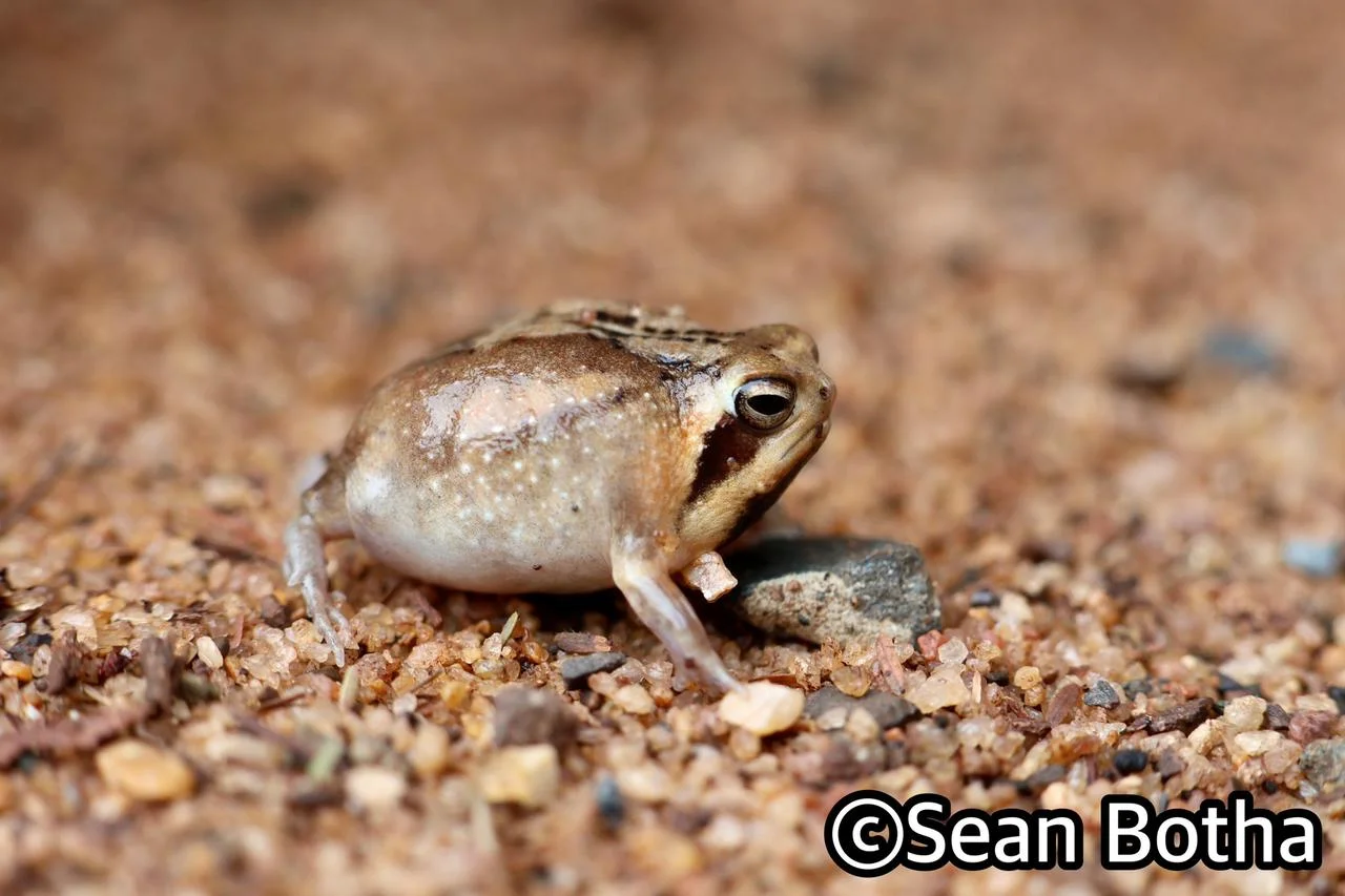 Breviceps mossambicus. From near Emangusi, Kwa-Zulu Natal. Sean Botha.