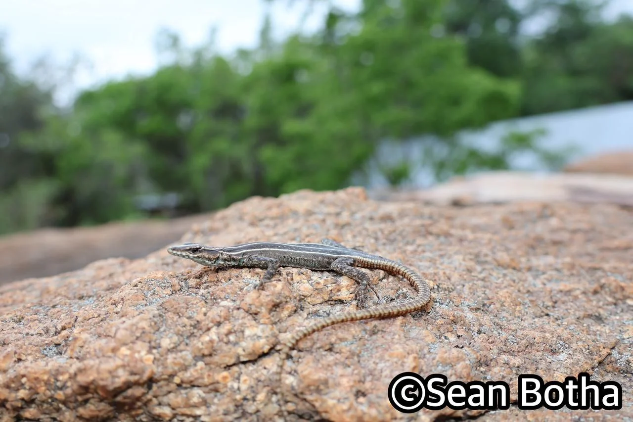 Platysaurus intermedius wihelmi. From Mbombela, Mpumulanga. Sean Botha.
