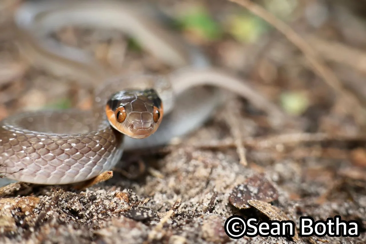 Crotaphopeltis hotamboeia. From near Emangusi, Kwa-Zulu Natal. Sean Botha.