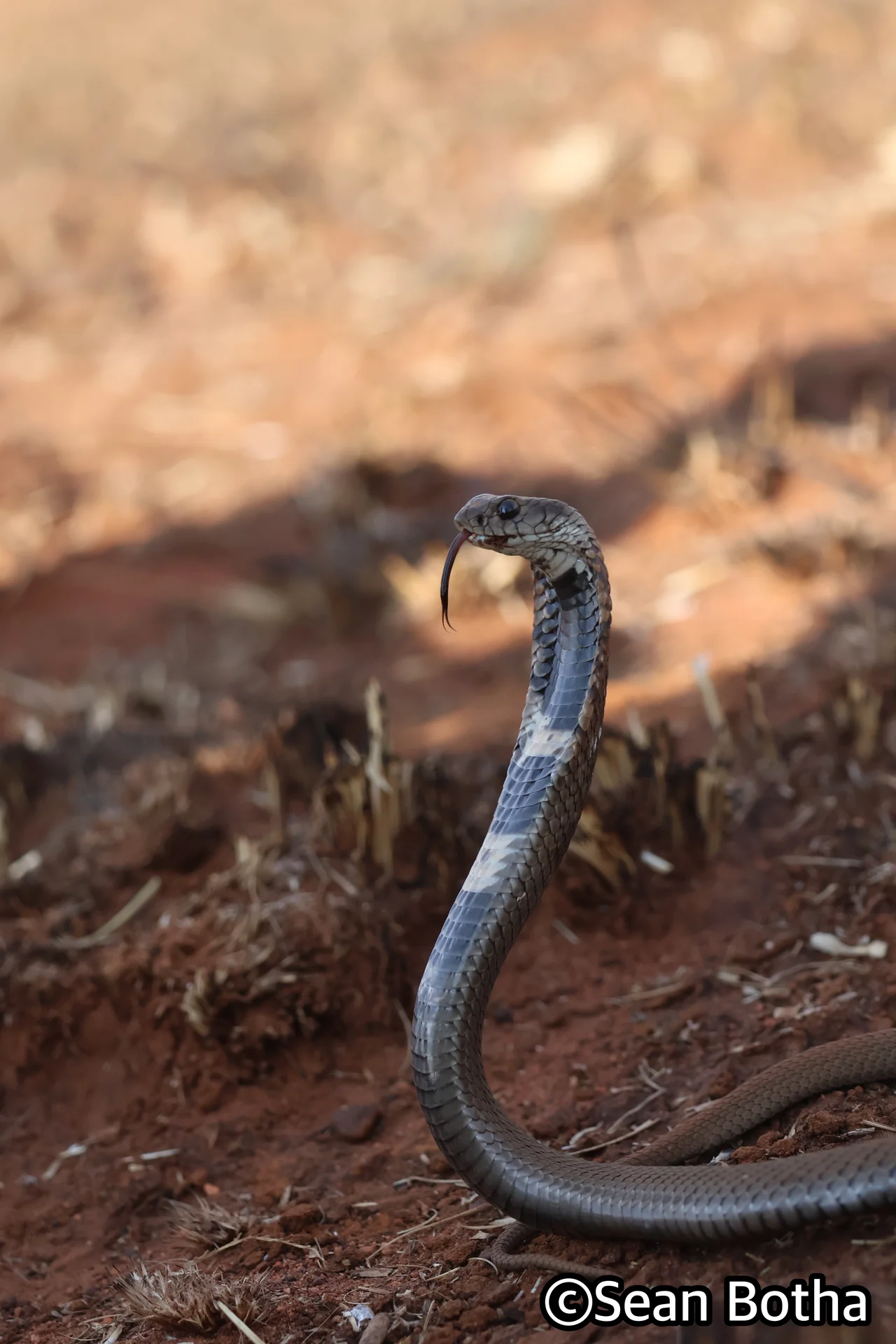 Hemachatus haemachatus. From Westonaria, Gauteng. Sean Botha.