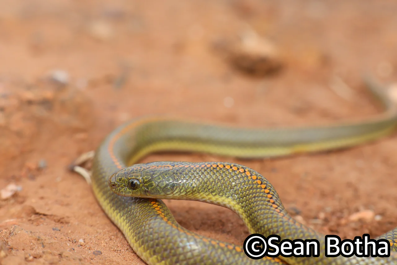 Lamprophis aurora. From Westonaria, Gauteng. Sean Botha.