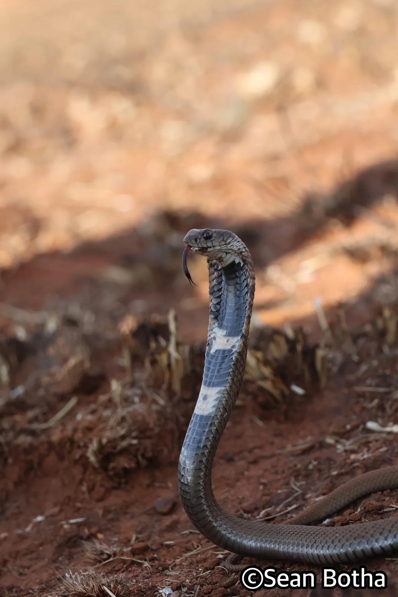 Hemachatus haemachatus. From Westonaria, Gauteng. Sean Botha.